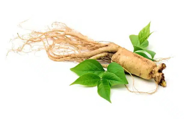 ginseng